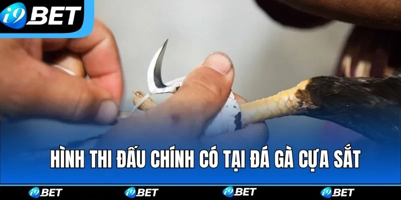 Các loại hình thi đấu chính có tại đá gà cựa sắt