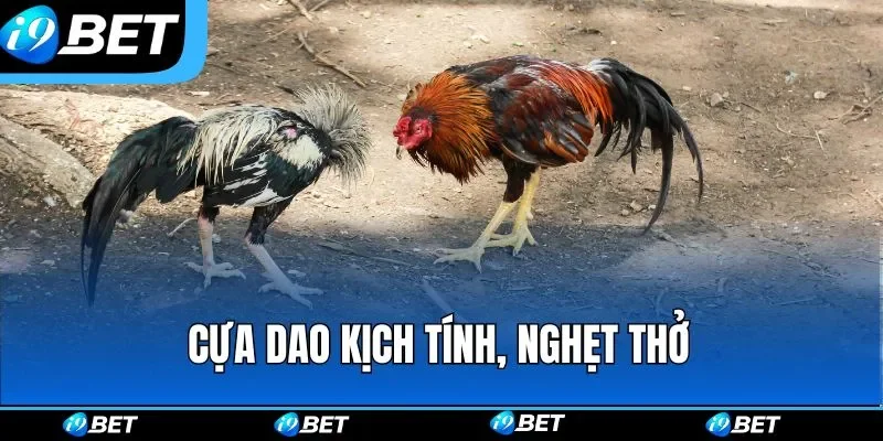 Cựa dao kịch tính, nghẹt thở Cựa dao kịch tính, nghẹt thở