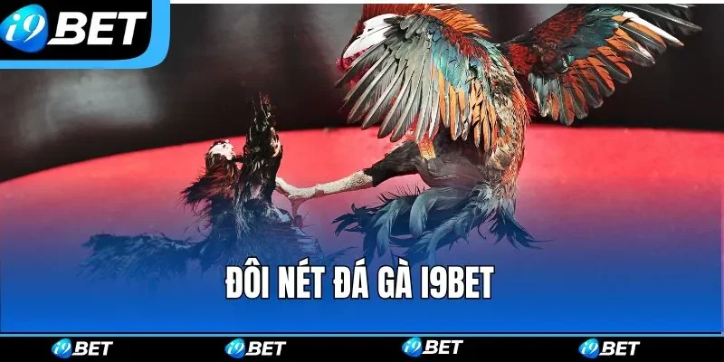 Đôi nét đá gà i9bet Đôi nét đá gà i9bet