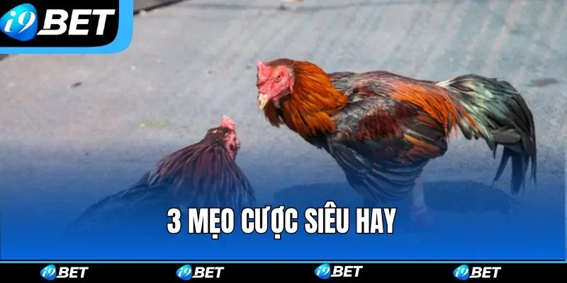 3 mẹo cược siêu hay 3 mẹo cược siêu hay