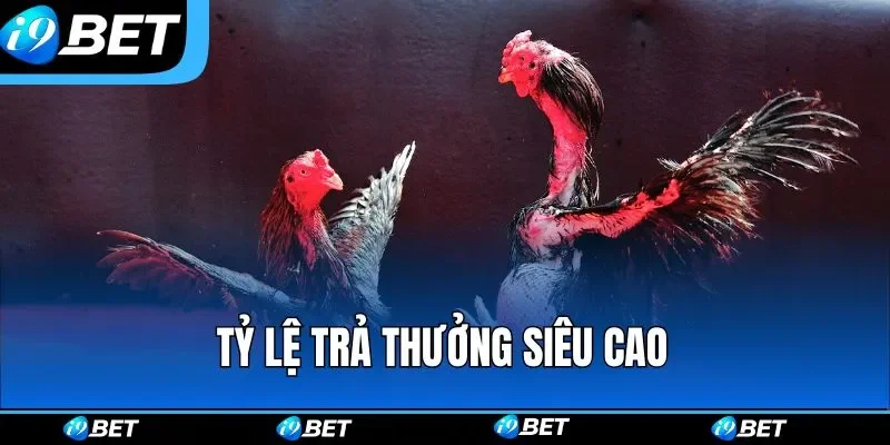 Tỷ lệ trả thưởng siêu cao Tỷ lệ trả thưởng siêu cao