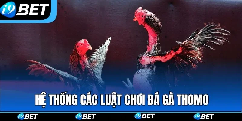 Hệ thống các luật chơi cần nắm về đá gà Thomo