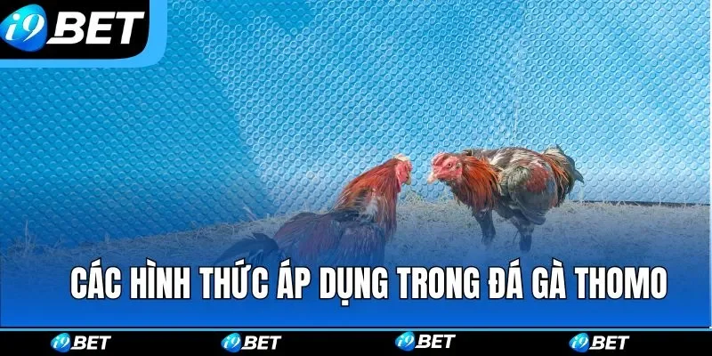 Tổng hợp các hình thức được áp dụng trong đá gà Thomo
