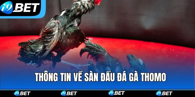 Tổng quan thông tin về sàn đấu đá gà Thomo 