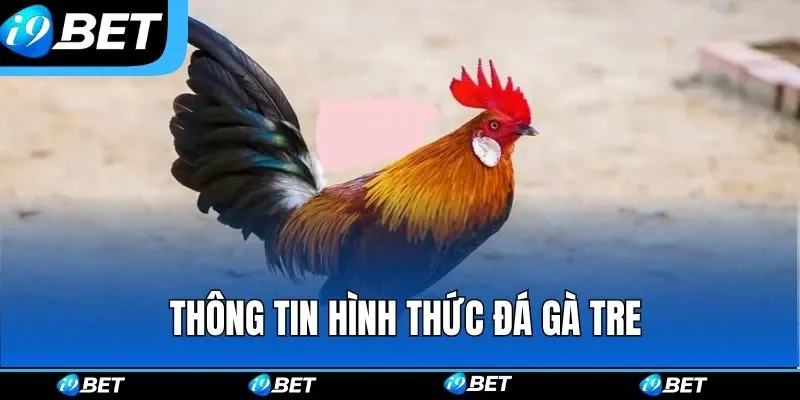 Các thông tin quan trọng cần nắm về hình thức đá gà tre