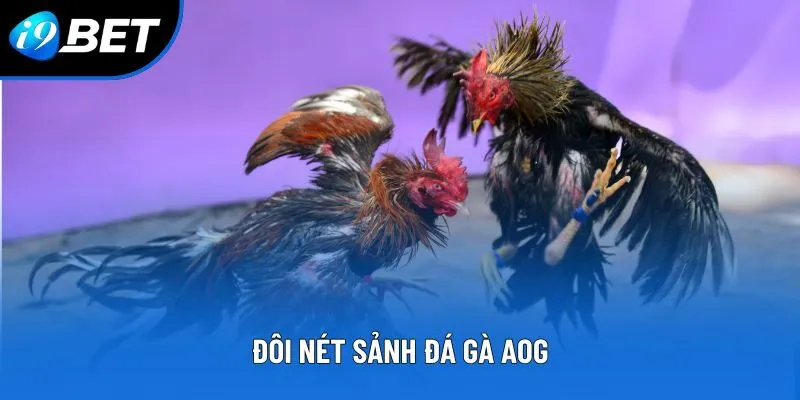 Đôi nét sảnh đá gà AOG Đôi nét sảnh đá gà AOG